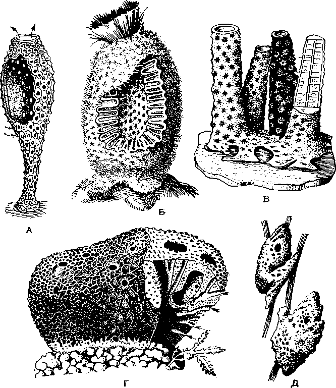 Губки рисунок биология